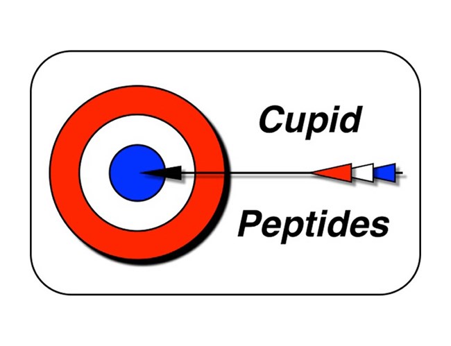 Cupid Cell Penetrating Peptides – A Powerful New Tool
