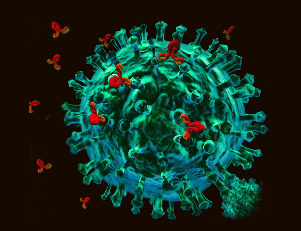 Antibodies and Antibody Drug Conjugates